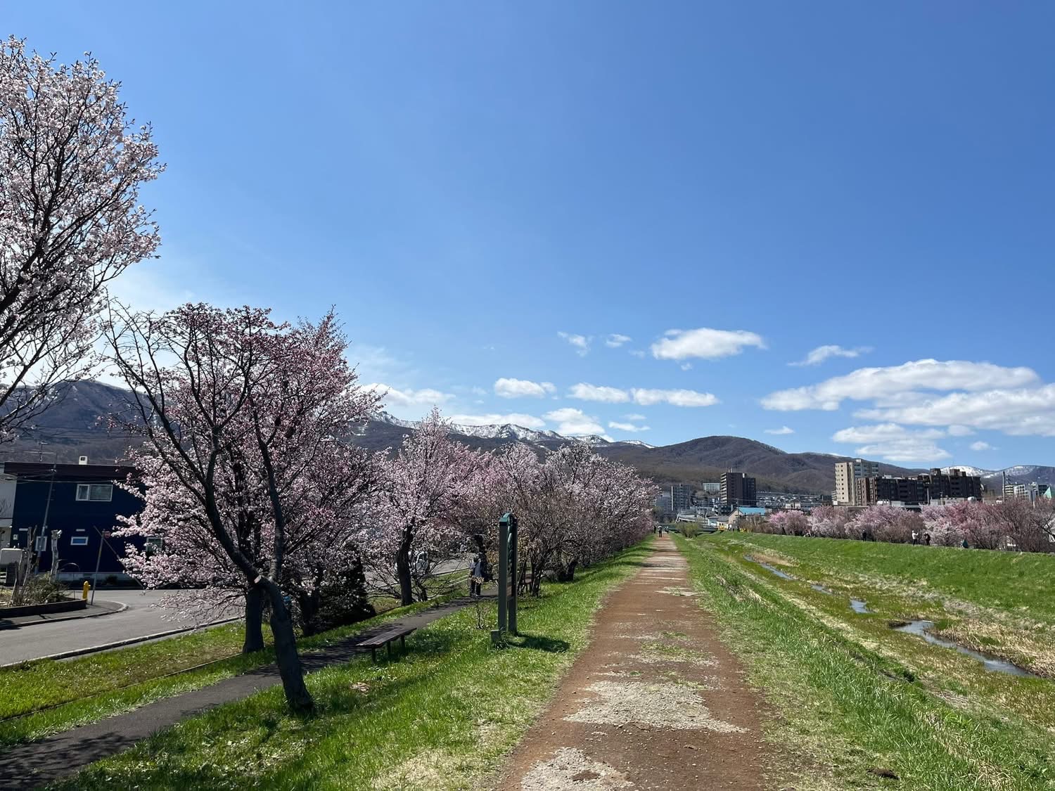 軽川沿いの桜